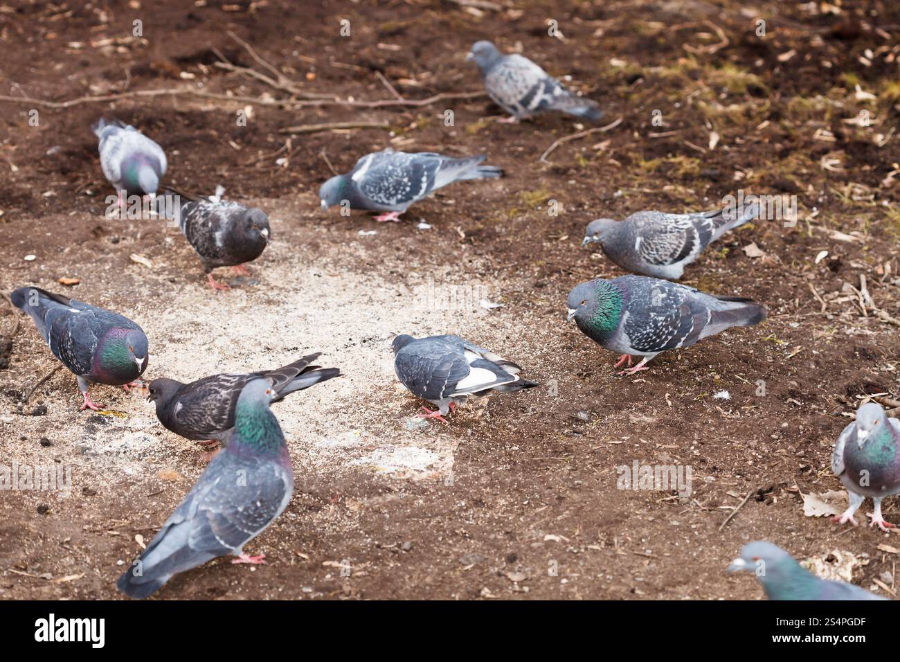 Piccioni urbani peck grani in primavera Foto Stock