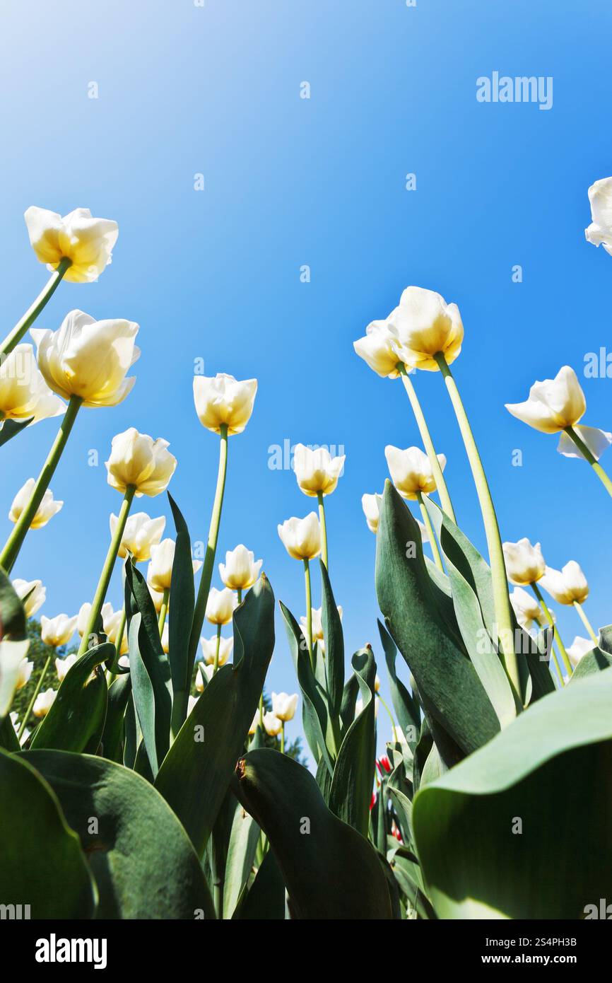 Vista dal basso del bianco ornamentali tulipani sul prato di fiori sul cielo blu sullo sfondo Foto Stock
