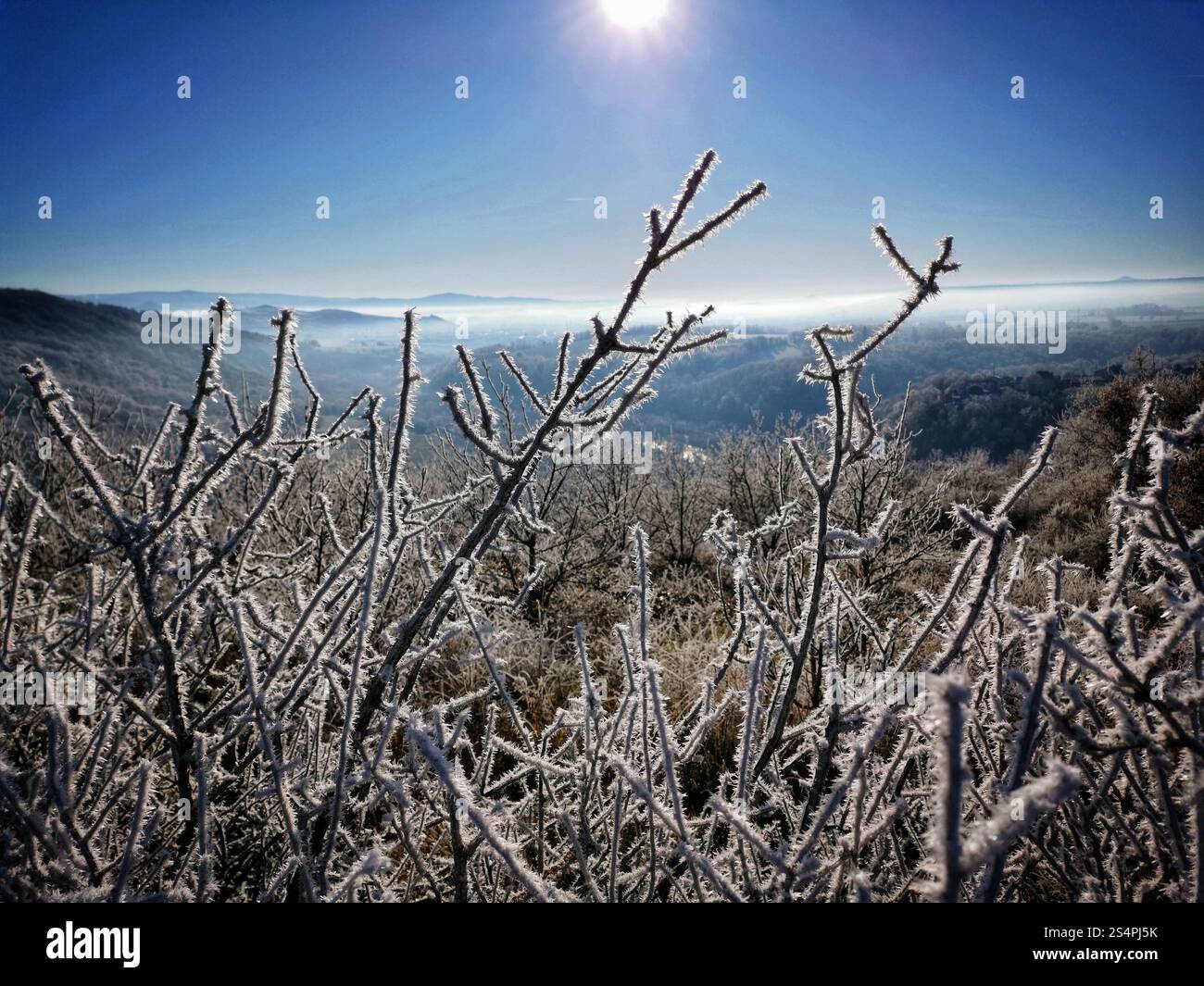 In una fredda mattina d'inverno, il gelo ricopre i rami di cespugli mentre la luce del sole splende brillantemente nel cielo blu. Il paesaggio tranquillo mostra una collina lontana Foto Stock