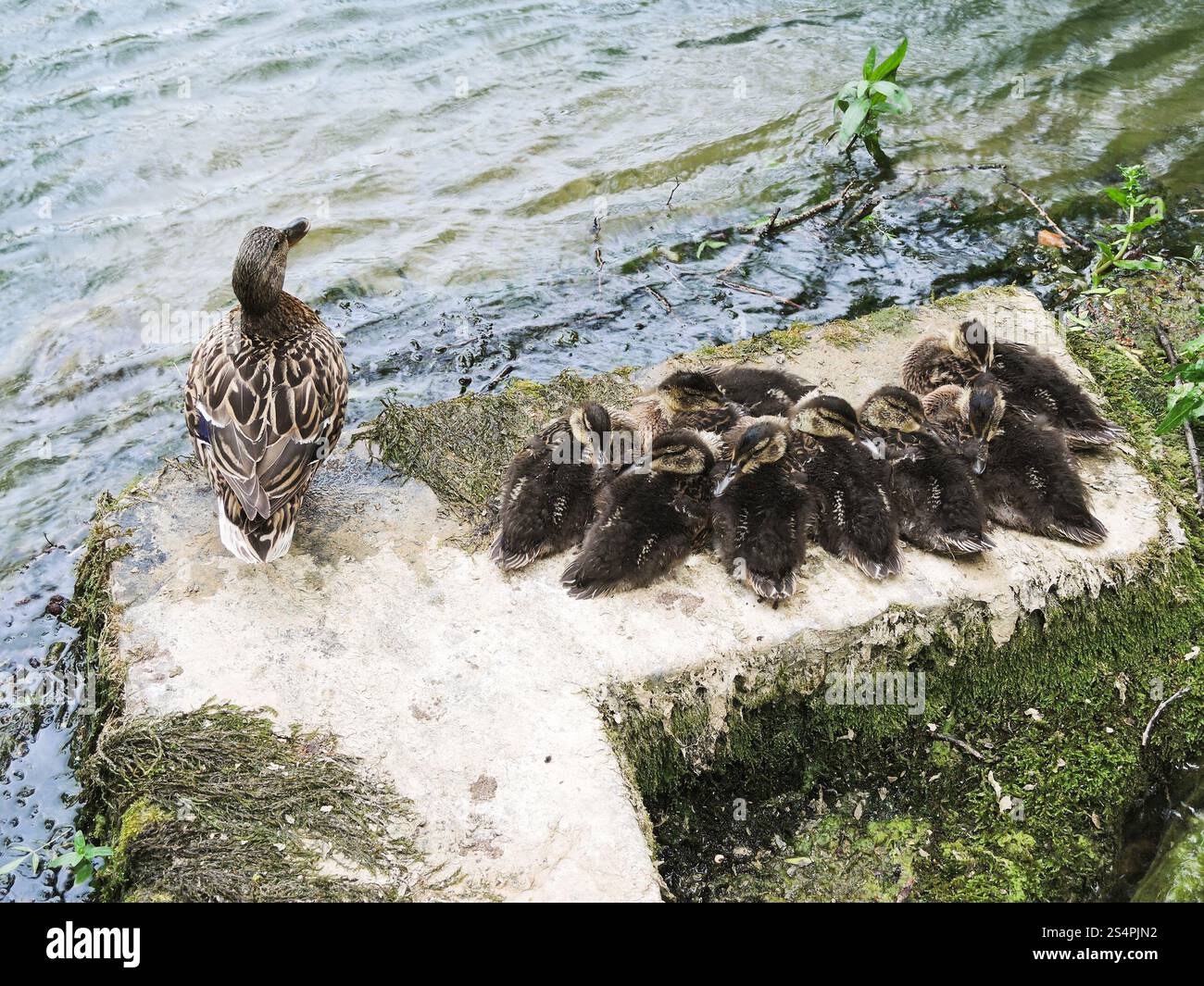 Anatra selvatica con le ochette sul lago Foto Stock