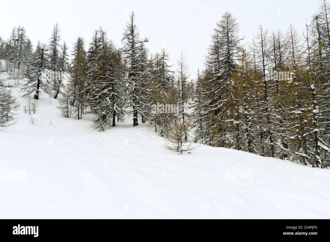 Neve pendio di montagna nel comprensorio sciistico Via Lattea (Via Lattea), Sestriere, Italia Foto Stock