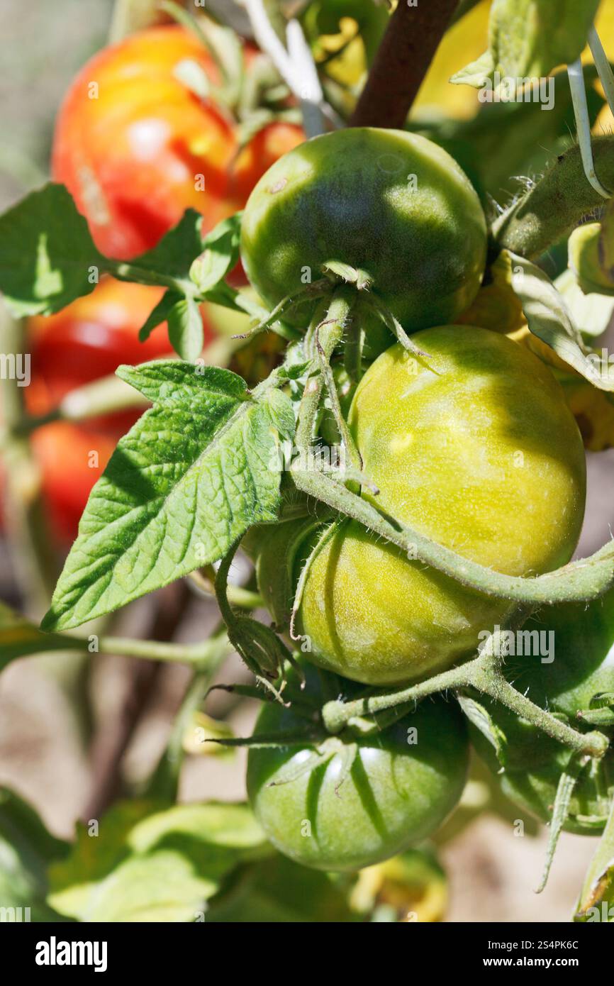 Verde di piante di pomodoro vicino fino in giardino nel giorno di estate Foto Stock