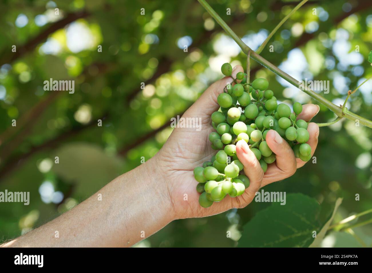 Maschio lato detiene il grappolo di uva acerba in vigna Foto Stock