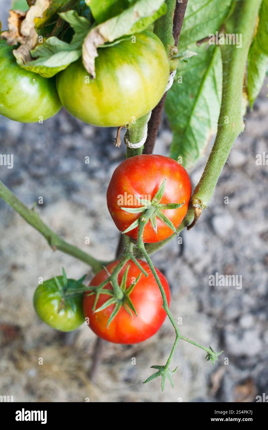 Ripe rosso pianta di pomodoro in giardino nel giorno di estate Foto Stock