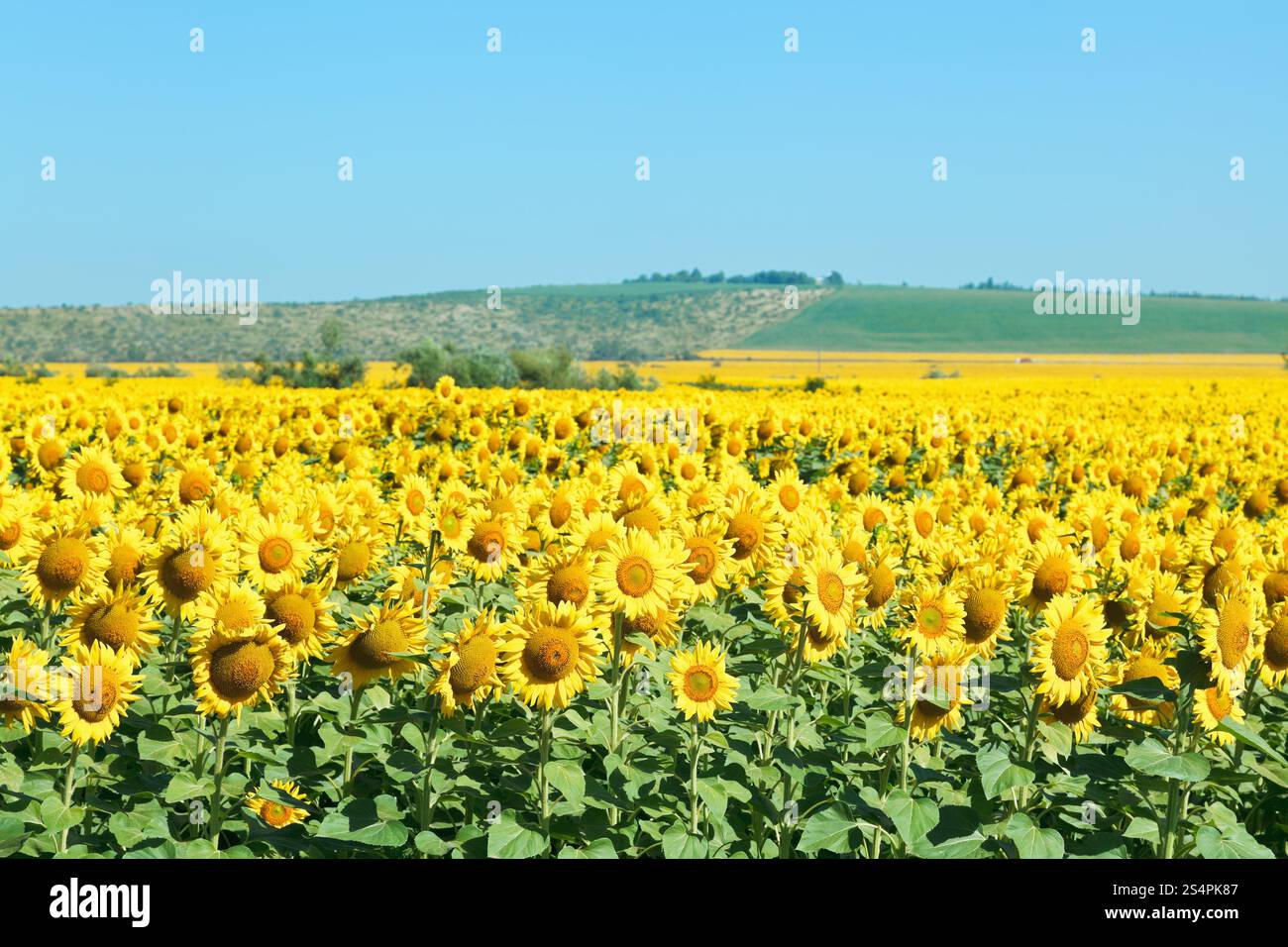 Giallo i campi di girasole in collina dei monti del Caucaso Foto Stock
