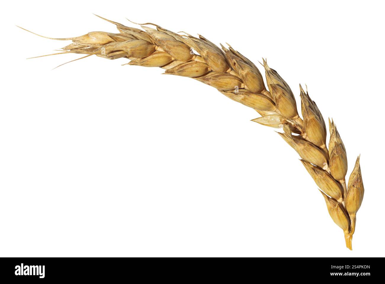 Orecchio essiccato di grano maturo isolato su sfondo bianco Foto Stock