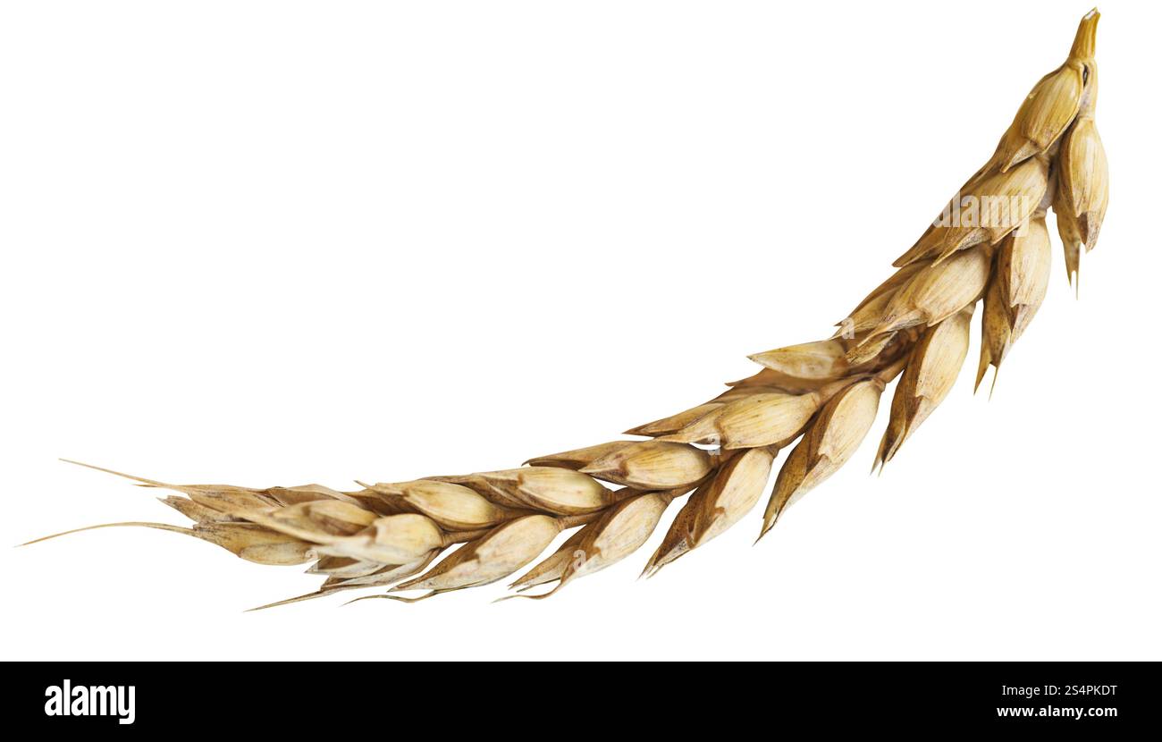 Orecchio di grano maturo isolato su sfondo bianco Foto Stock