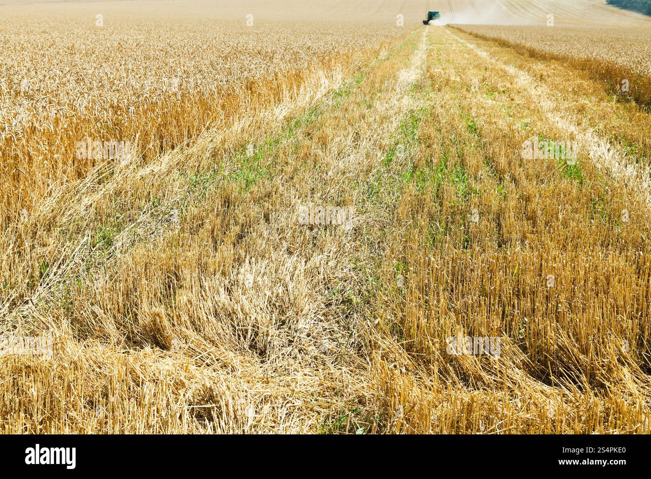 Parte raccolti nel campo di grano in giorno di estate Foto Stock