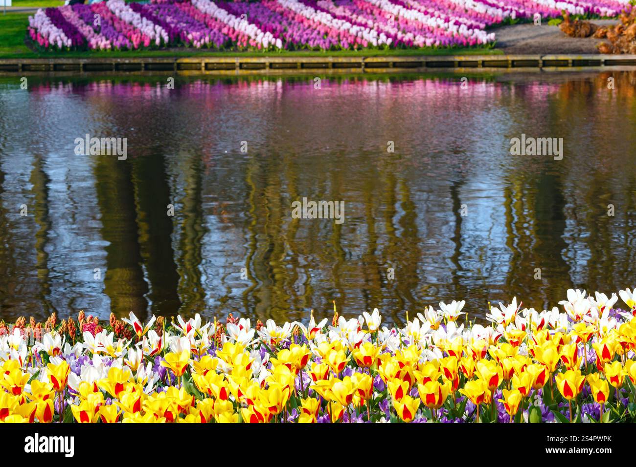 Bella Tulipani gialli e giacinti varicolored vicino al laghetto. Parco di primavera. Foto Stock
