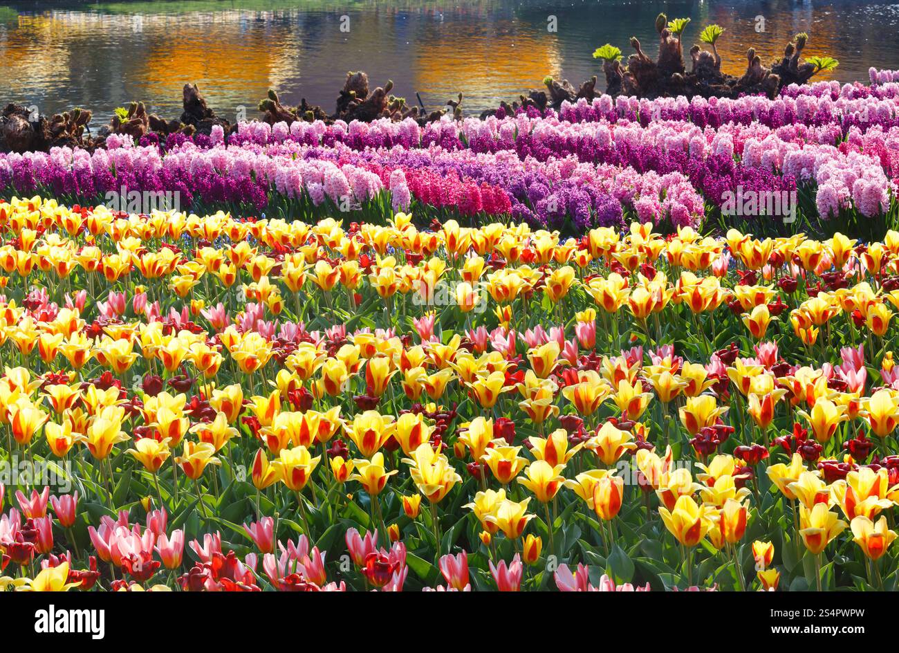 Bella Tulipani gialli e giacinti rosa vicino al laghetto. Molla di natura dello sfondo. Foto Stock