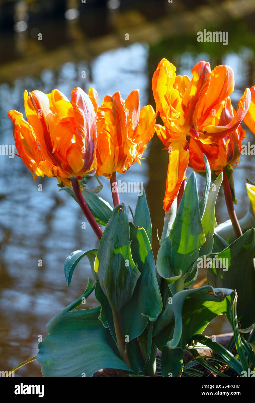 Bel colore arancione tulipani closeup vicino al laghetto nel Parco di primavera. Foto Stock