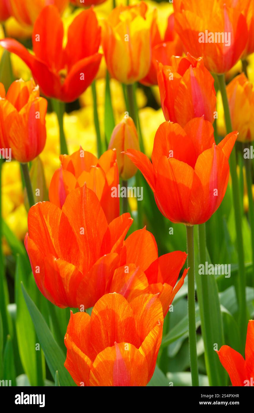 Bel colore arancione tulipani closeup vicino al laghetto nel Parco di primavera. Foto Stock