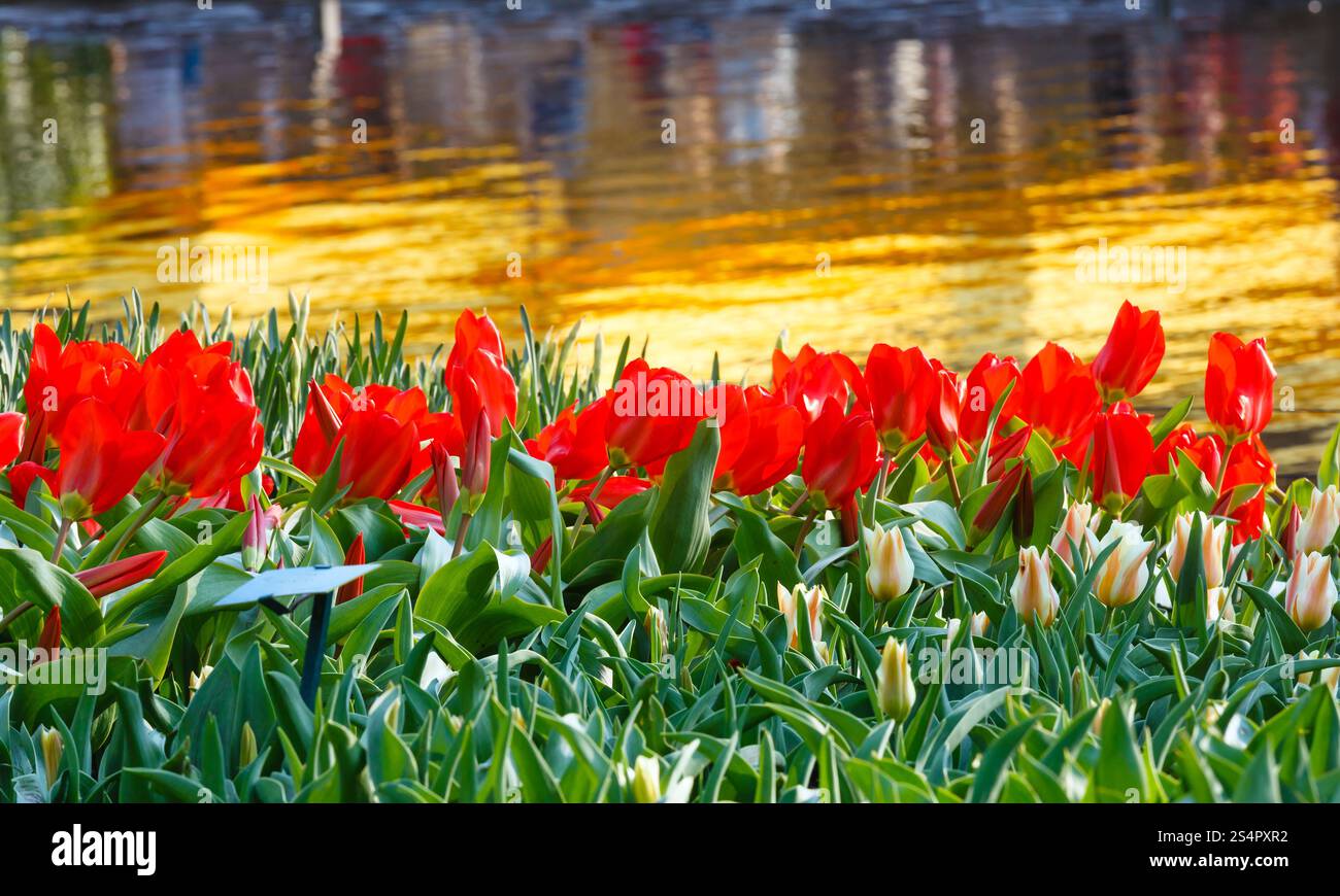 Bella rossa di tulipani in primavera nei pressi di un laghetto. Foto Stock