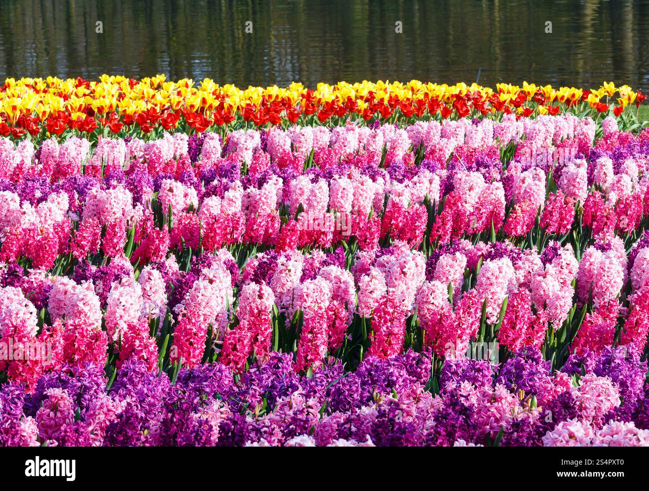 Bella Tulipani gialli e giacinti rosa vicino al laghetto. Molla di natura dello sfondo. Foto Stock