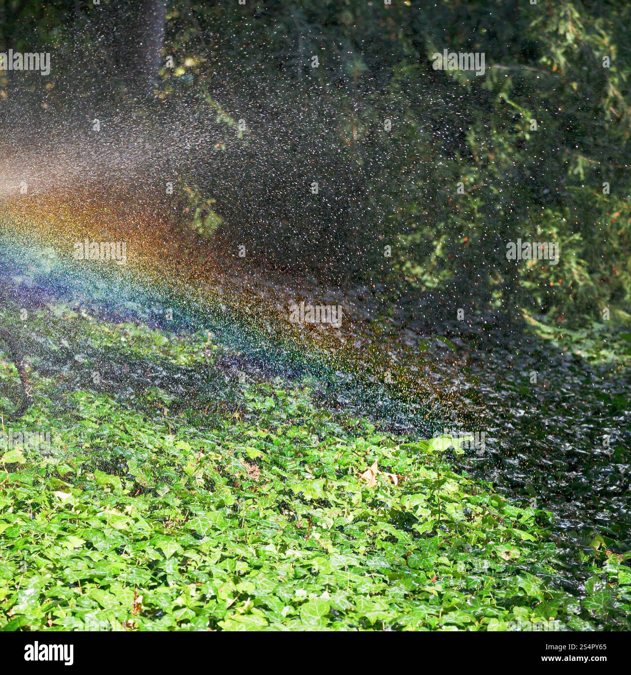 Rainbow durante la pioggia in giardino nella soleggiata giornata autunnale, Crimea Foto Stock