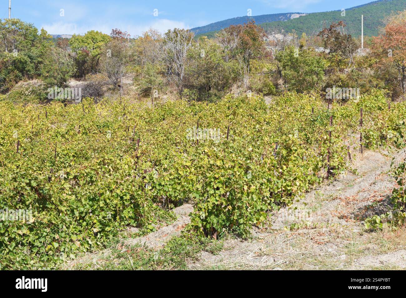 Vigneto nel distretto di Massandra di Crimea in autunno Foto Stock