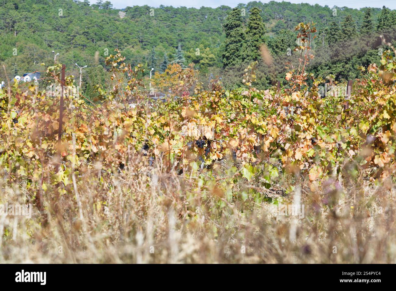 Autunno vigneto nella regione di Massandra di Crimea Foto Stock