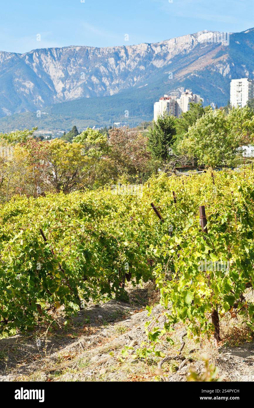 Vigneto di Massandra distretto della costa sud della Crimea in autunno Foto Stock