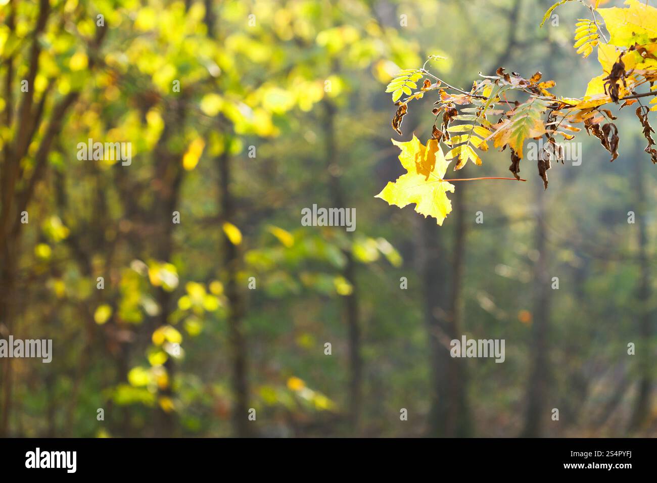 Rametto e le foglie cadono nella foresta nella soleggiata giornata autunnale Foto Stock