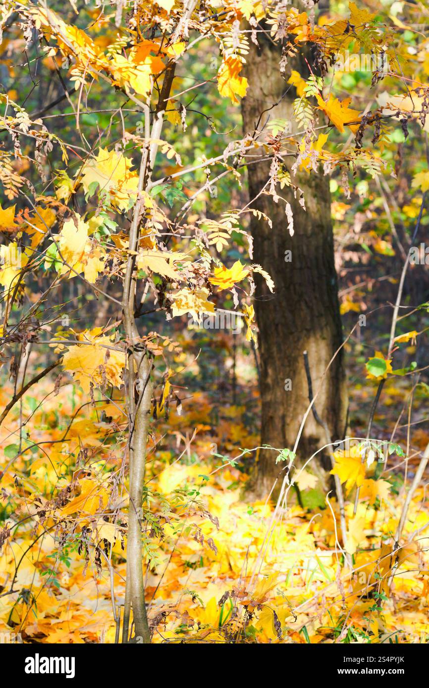 Foglia caduta stagione nella foresta nella soleggiata giornata autunnale Foto Stock