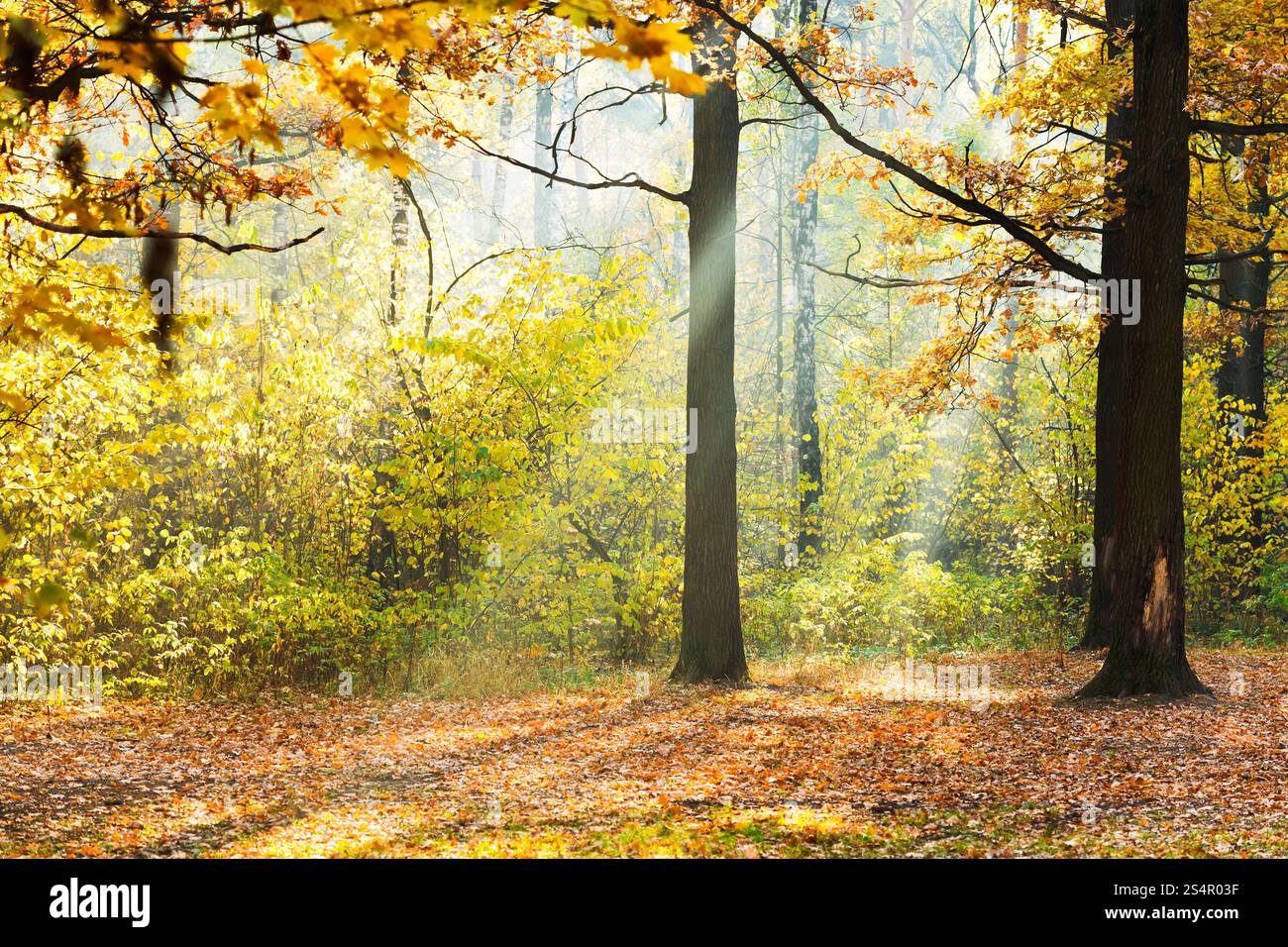 La luce del sole lits radura nel bosco in autunno nella giornata di sole Foto Stock