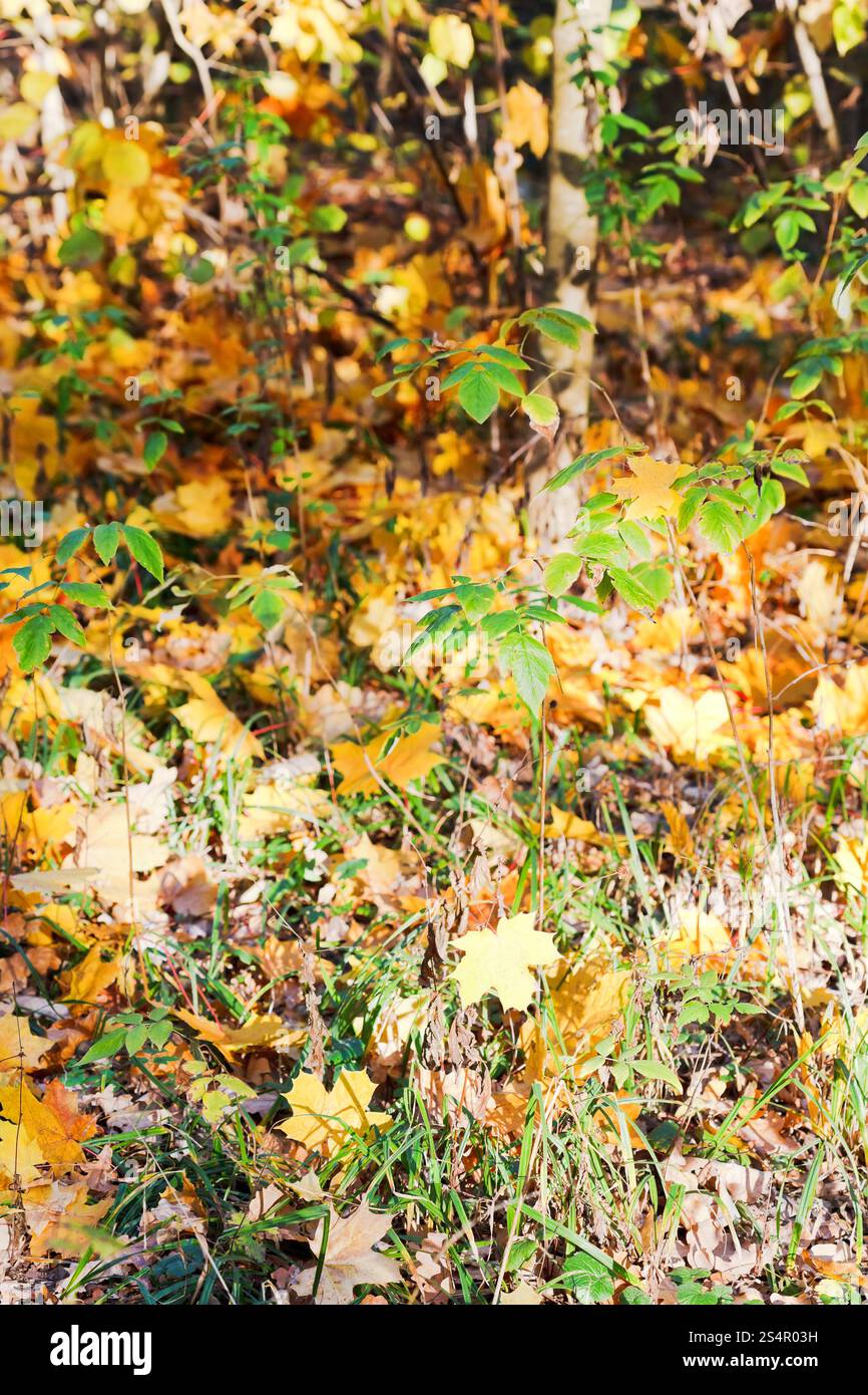 Foglie cadono nella foresta nella soleggiata giornata autunnale Foto Stock