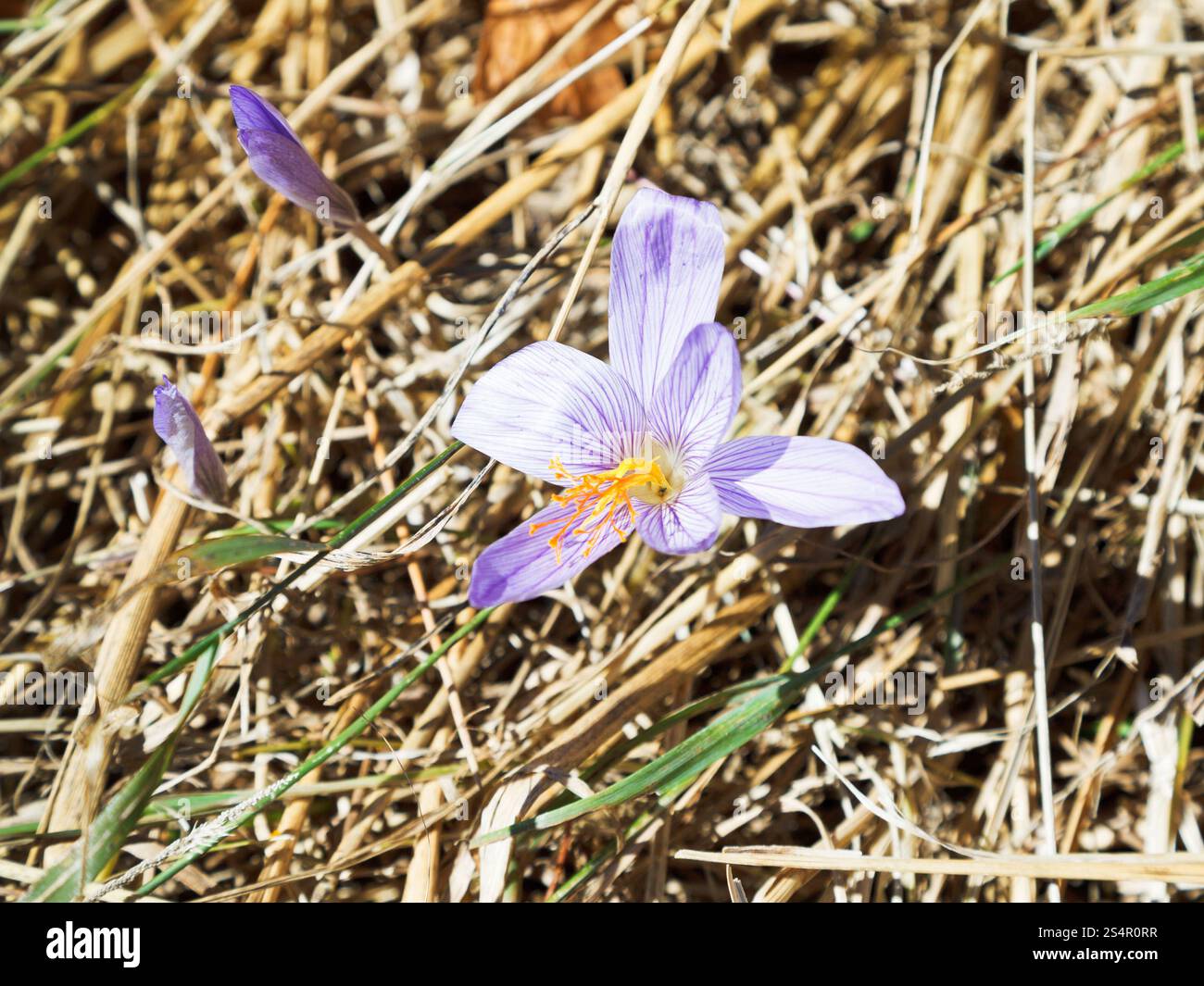 Colchicum autumnale (autunno crocus) fiore in autunno, Crimea Foto Stock