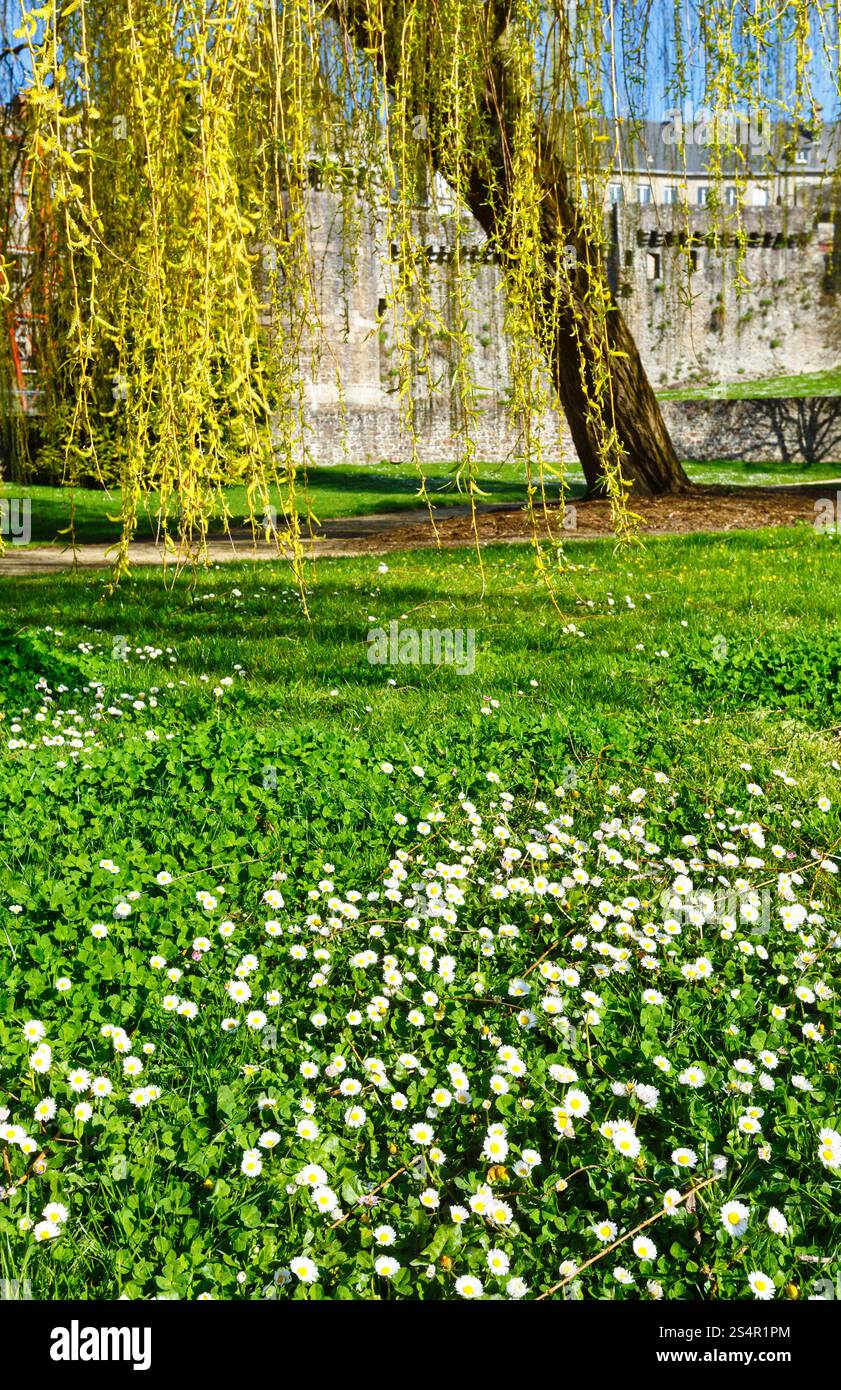 Giallo Willow Tree e fiori bianchi in primavera parco vicino chateau (Francia, Fougeres ) Foto Stock