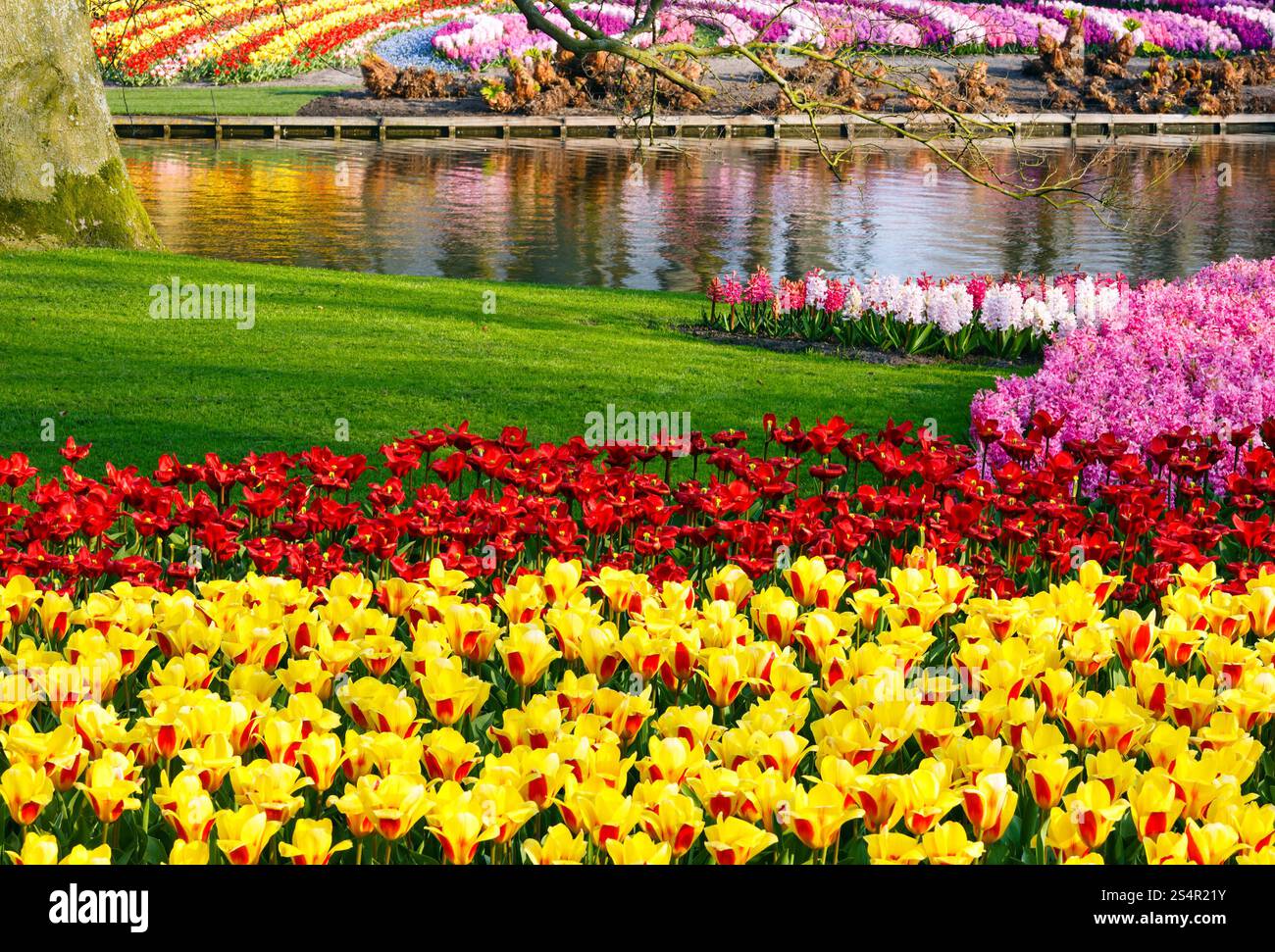 Bella Tulipani gialli e giacinti varicolored vicino al laghetto. Parco di primavera. Foto Stock