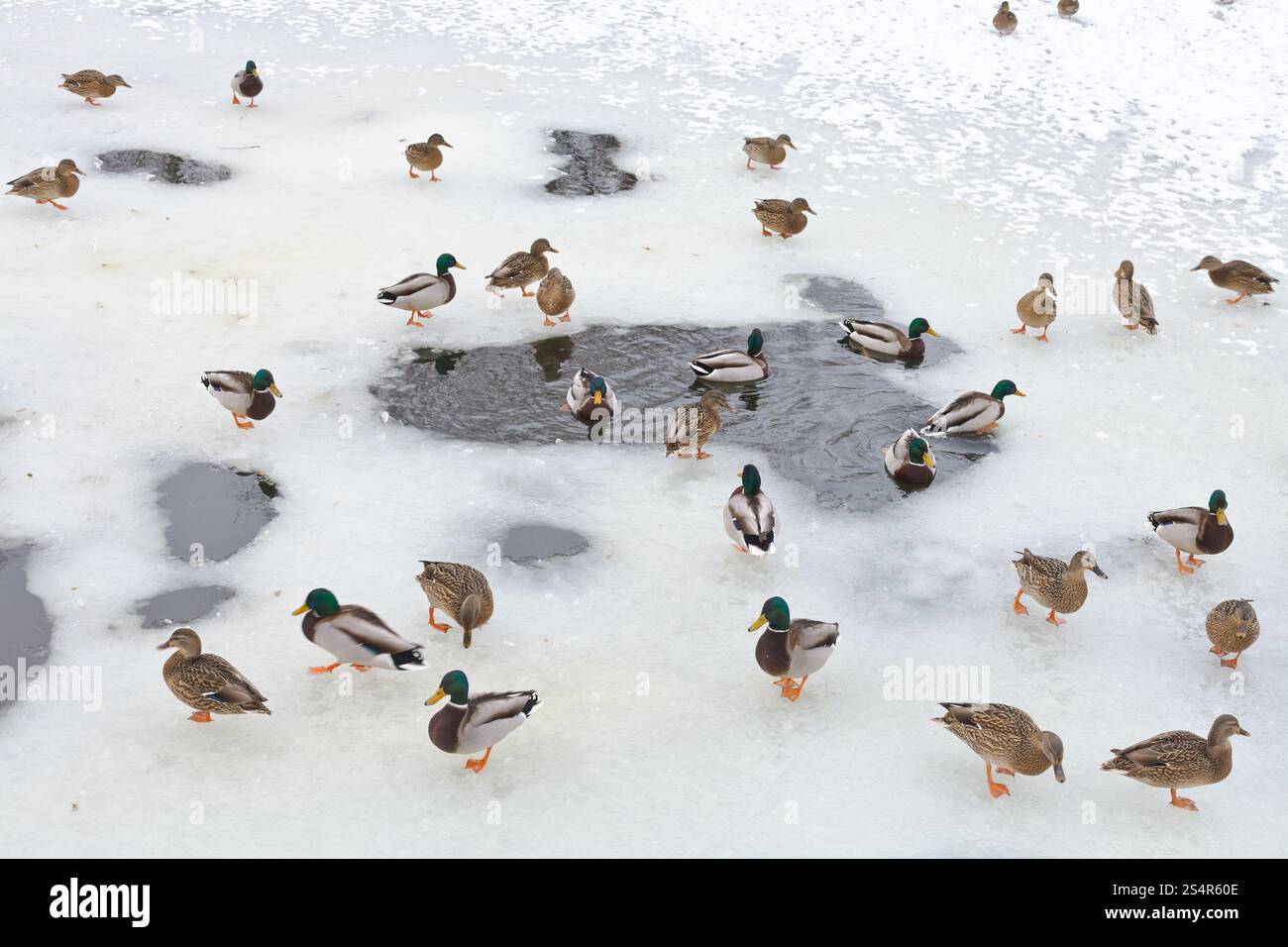 Stormo di anatre in prossimità di acqua radura nel lago ghiacciato in inverno freddo giorno Foto Stock