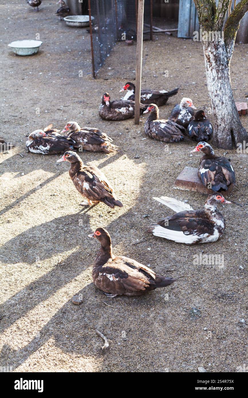 Gregge di anatre domestiche all'aperto nel cortile di pollame Foto Stock