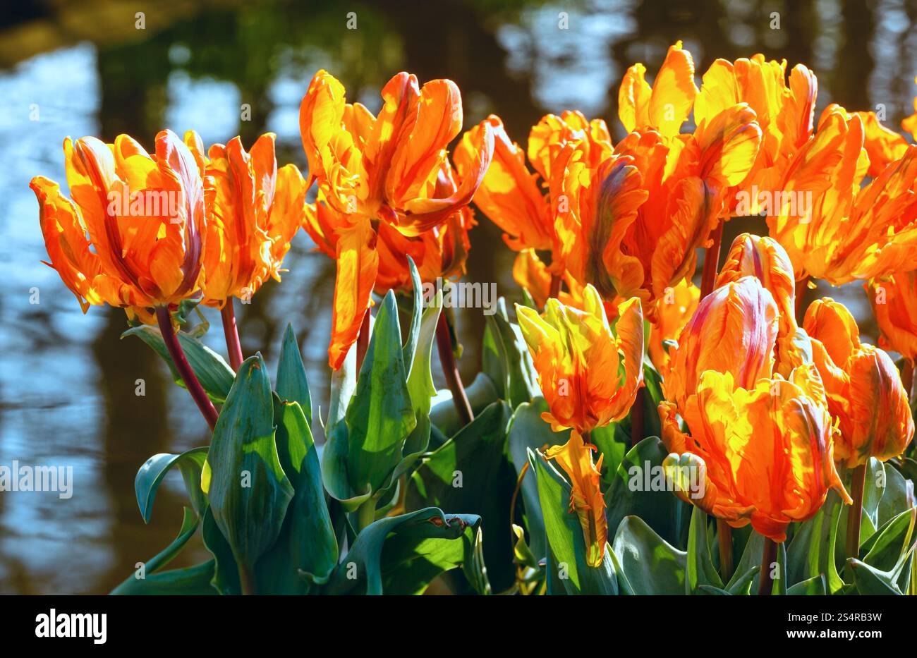 Bel colore arancione tulipani closeup vicino al laghetto nel Parco di primavera. Foto Stock
