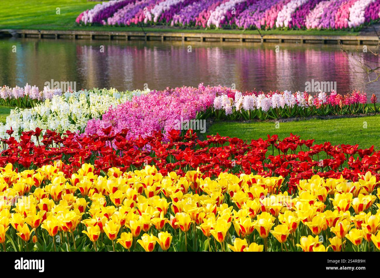 Bella Tulipani gialli e giacinti varicolored vicino al laghetto. Parco di primavera. Foto Stock