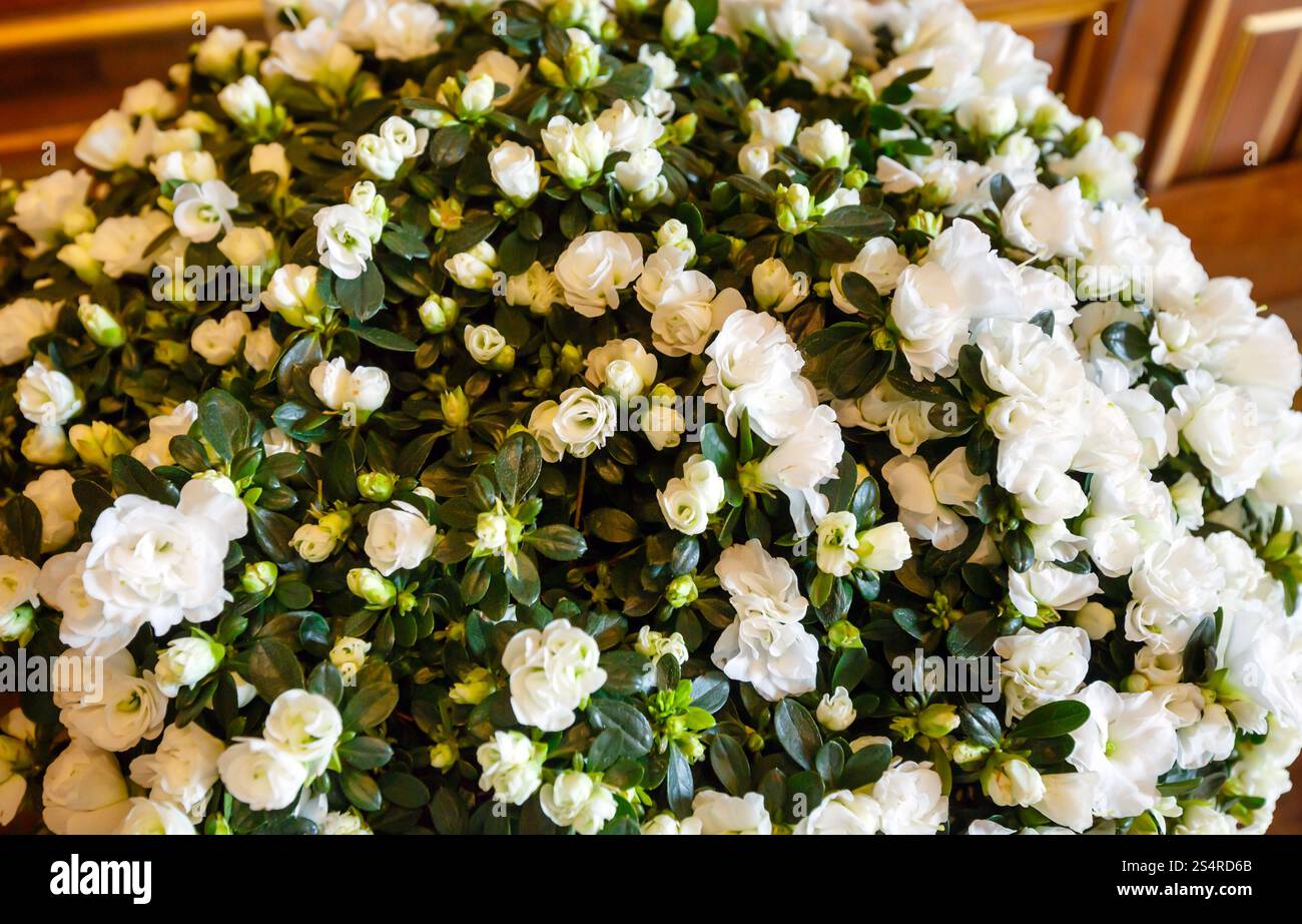 Grande azalea bianca, meraviglioso bouquet di fiori estivi Foto Stock