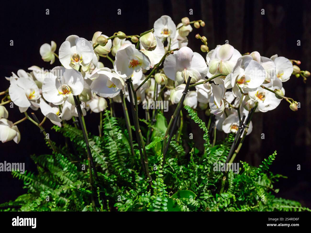 Splendida composizione romantica del bouquet di fiori d'orchidea bianca su nero Foto Stock