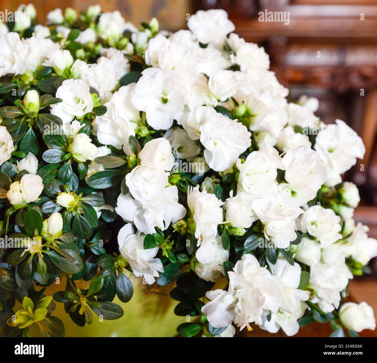 Grande azalea bianca, meraviglioso bouquet di fiori estivi Foto Stock