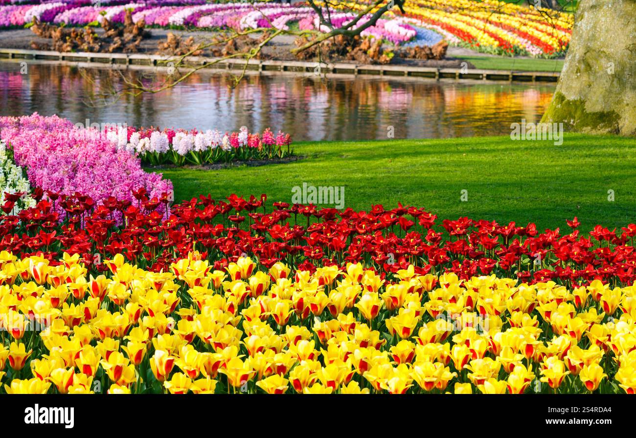 Bella Tulipani gialli e giacinti varicolored vicino al laghetto. Parco di primavera. Foto Stock