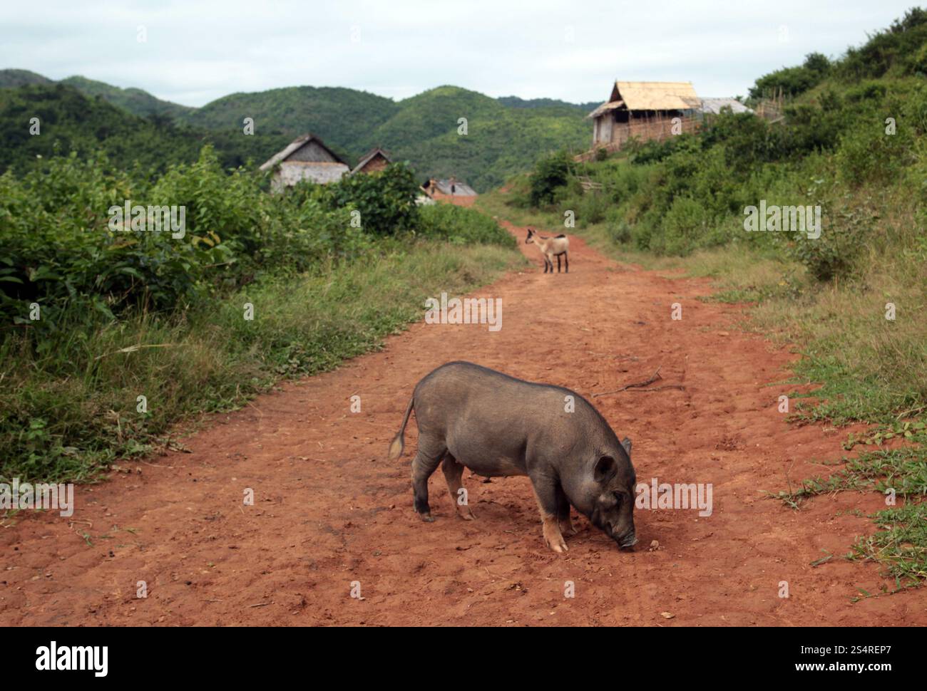 Un villaggio di contadini vicino al villaggio di Kasi sulla strada nazionale 13 sulla strada statale 13, sulla strada che va da Vang Vieng a Luang Prabang in Lao nel sud-est asiatico. ASIA LAO VANG Foto Stock