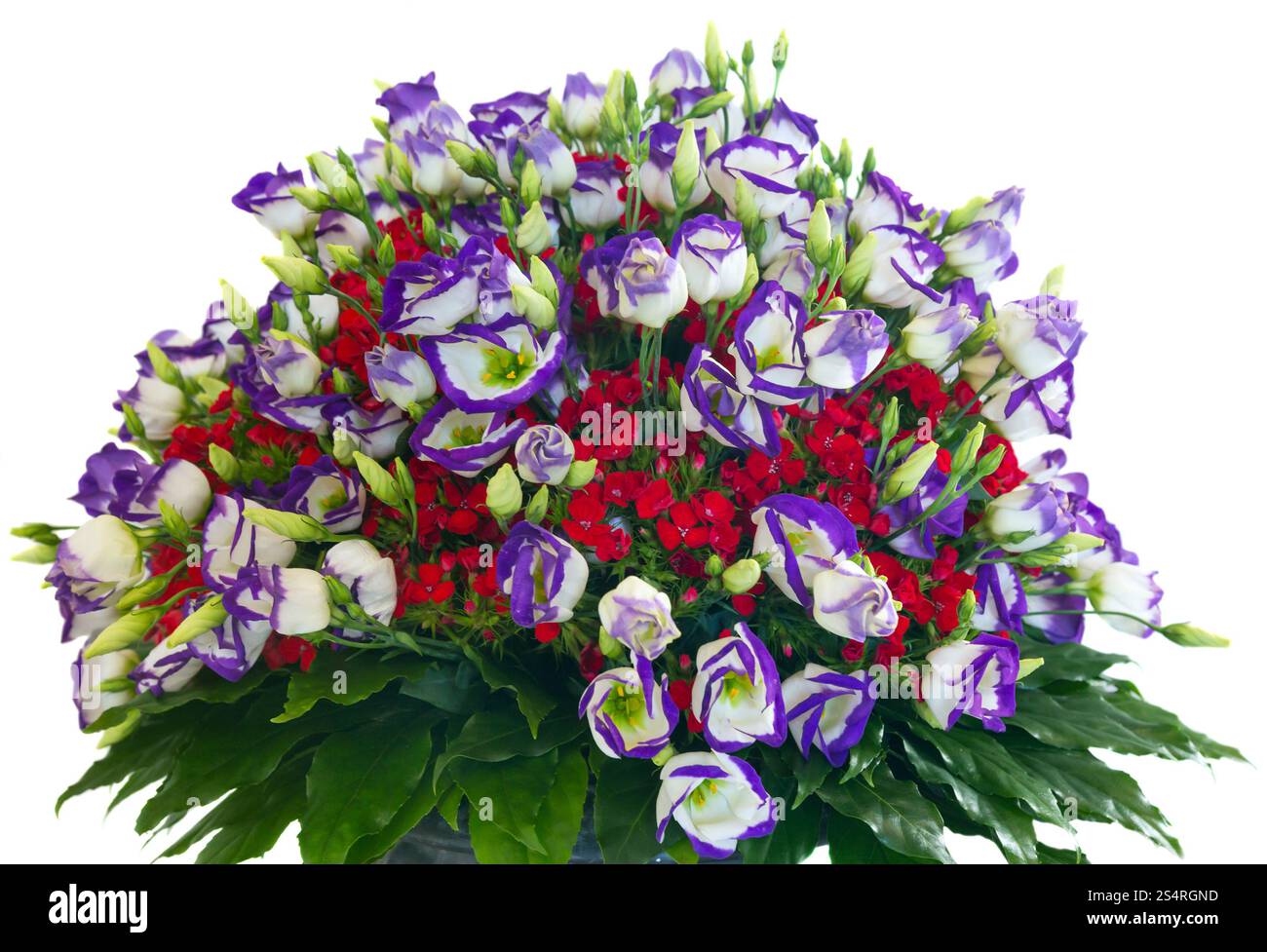 Big multicolor (bianco - rosa - rosso) splendida estate bouquet di fiori isolati su bianco Foto Stock