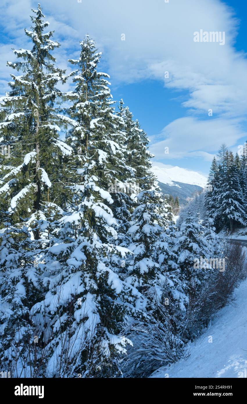 Abeti innevati sul lato della strada Foto Stock