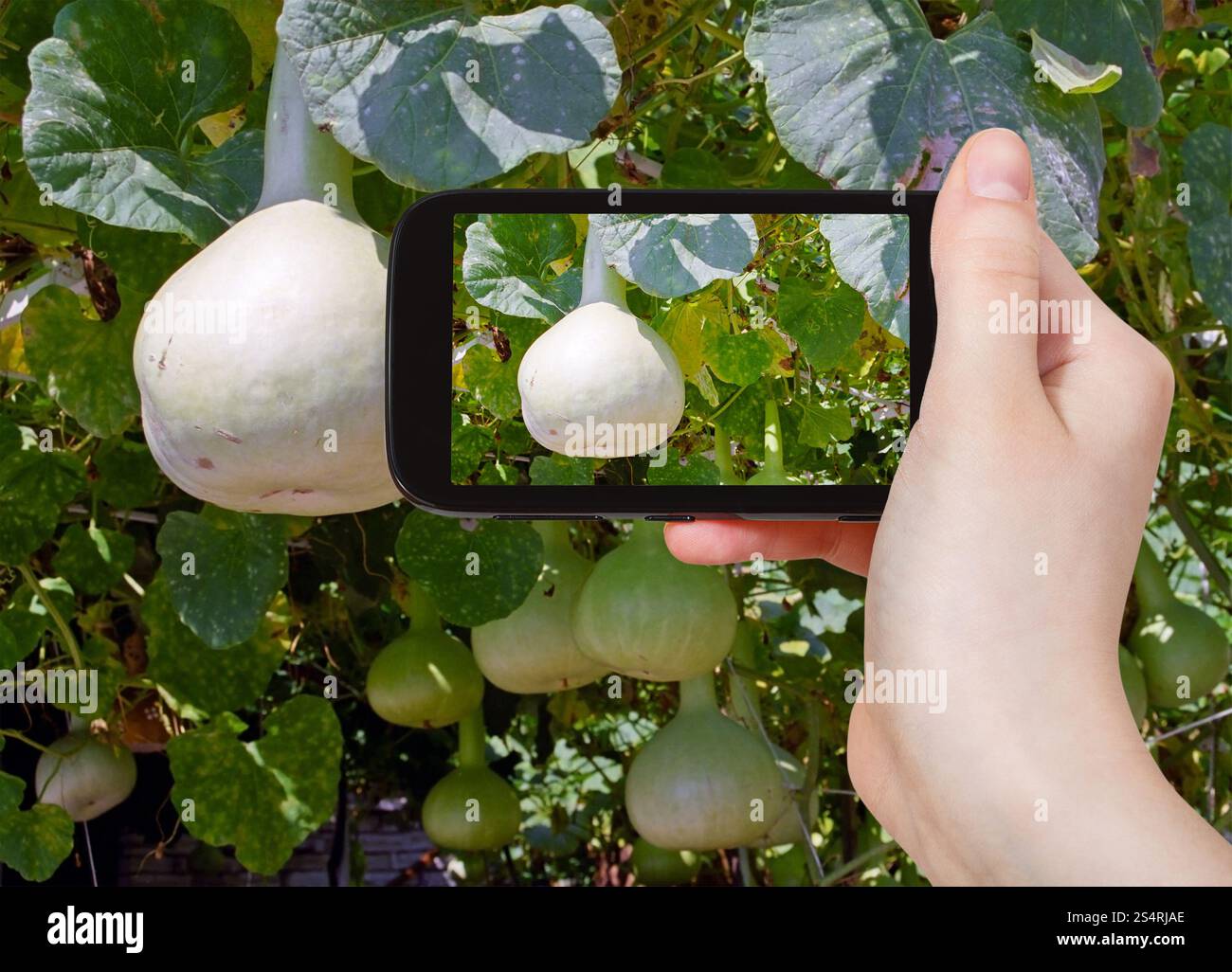 Concetto di viaggio - turistica prendendo foto della bottiglia zucche sulla vite sul gadget mobile Foto Stock