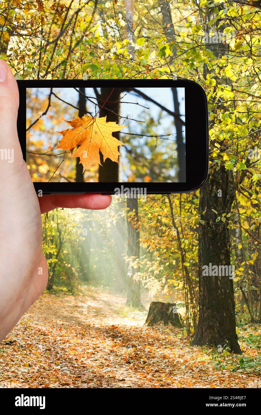 Concetto di viaggio - turistica prendendo foto di Foglia di acero in autunno foresta sul gadget mobile Foto Stock
