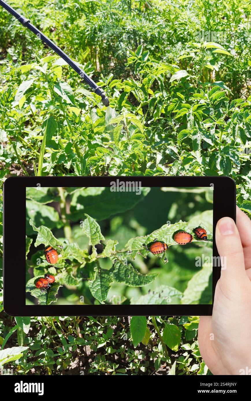 Concetto di giardino - uomo prendendo foto di insecting Colorado potato bug sul gadget mobile in giardino Foto Stock