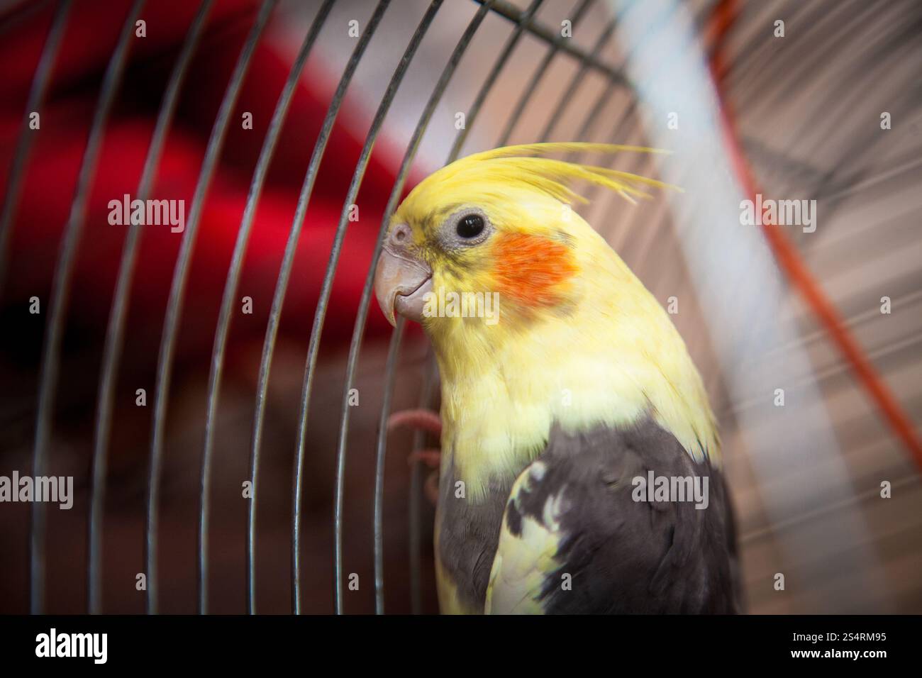 Primo piano di un bel colore giallo pappagallo seduto in gabbia Foto Stock