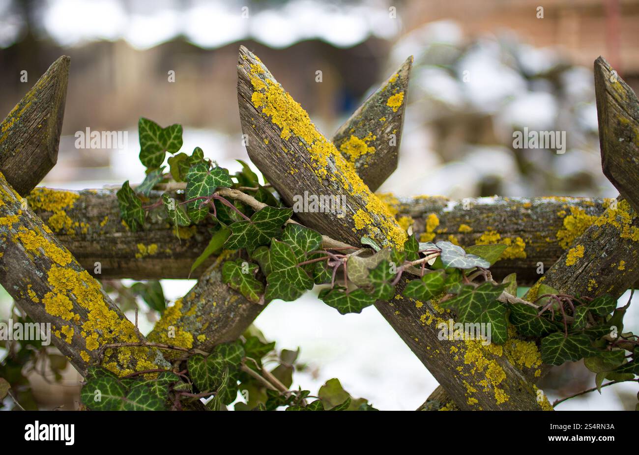 Primo piano della vecchia staccionata in legno cresciuto di edera e muschio Foto Stock