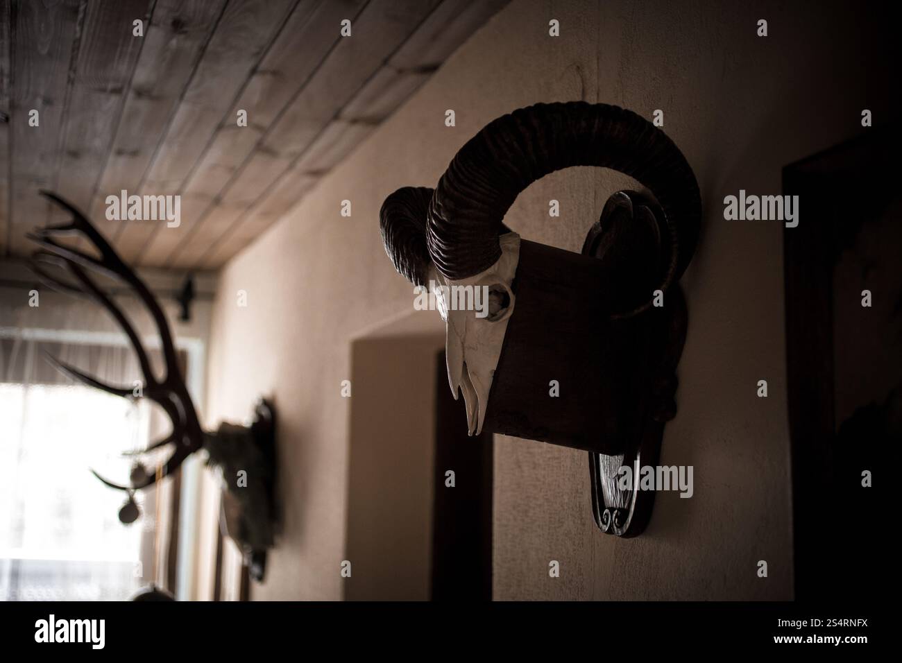 Tonica foto di parete in cacciatori casa decorata da teschi di animali Foto Stock