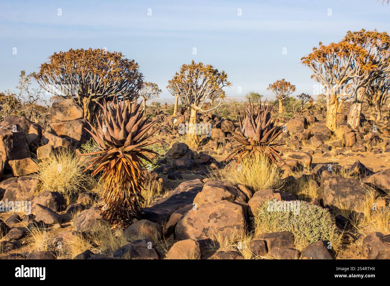 Paesaggio di alberi di faretra con alcuni aloe sparsi tra di esso nella foresta di faretri a Keetmans Hope in Namibia Foto Stock