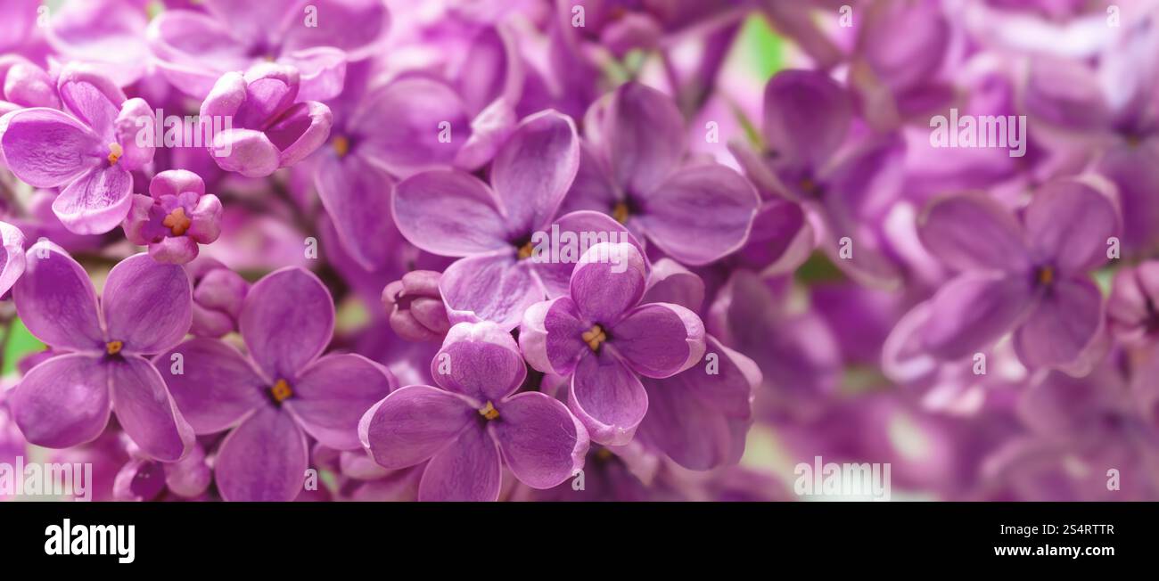 In primavera, delicati grappoli di fiori lilla viola fioriscono magnificamente, riempiendo l'aria con la loro dolce fragranza. I petali luminosi si crogiolano sotto il caldo Foto Stock