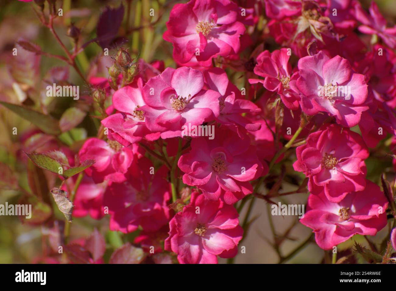 Rosa rugosa - fiore del parco resistente al gelo Foto Stock