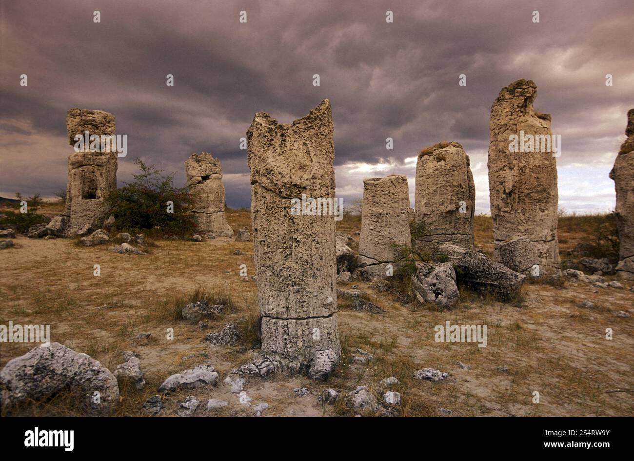 La foresta di pietra vicino alla città di Varna sul Mar Nero in Bulgaria nell'Europa orientale. EUROPA BULGARIA VARNA Foto Stock